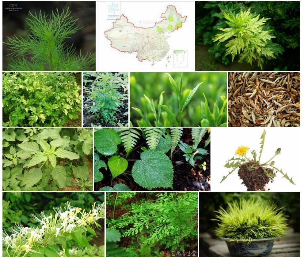 黄金蒿照片和图片/