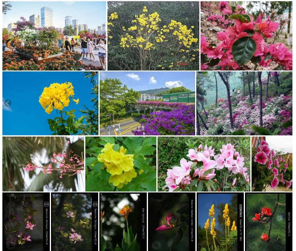 黄钟杜鹃照片和图片/