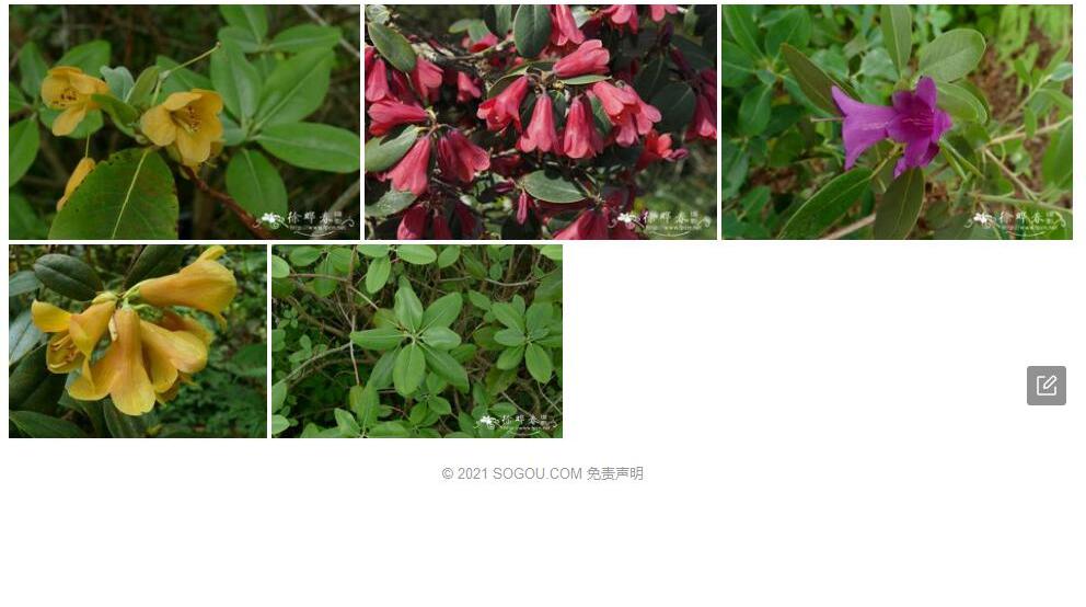 黄铃杜鹃照片和图片/