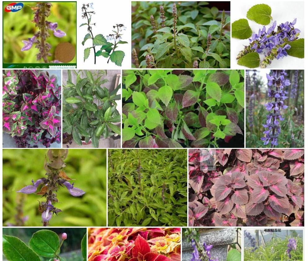 黄鞘蕊花照片和图片/