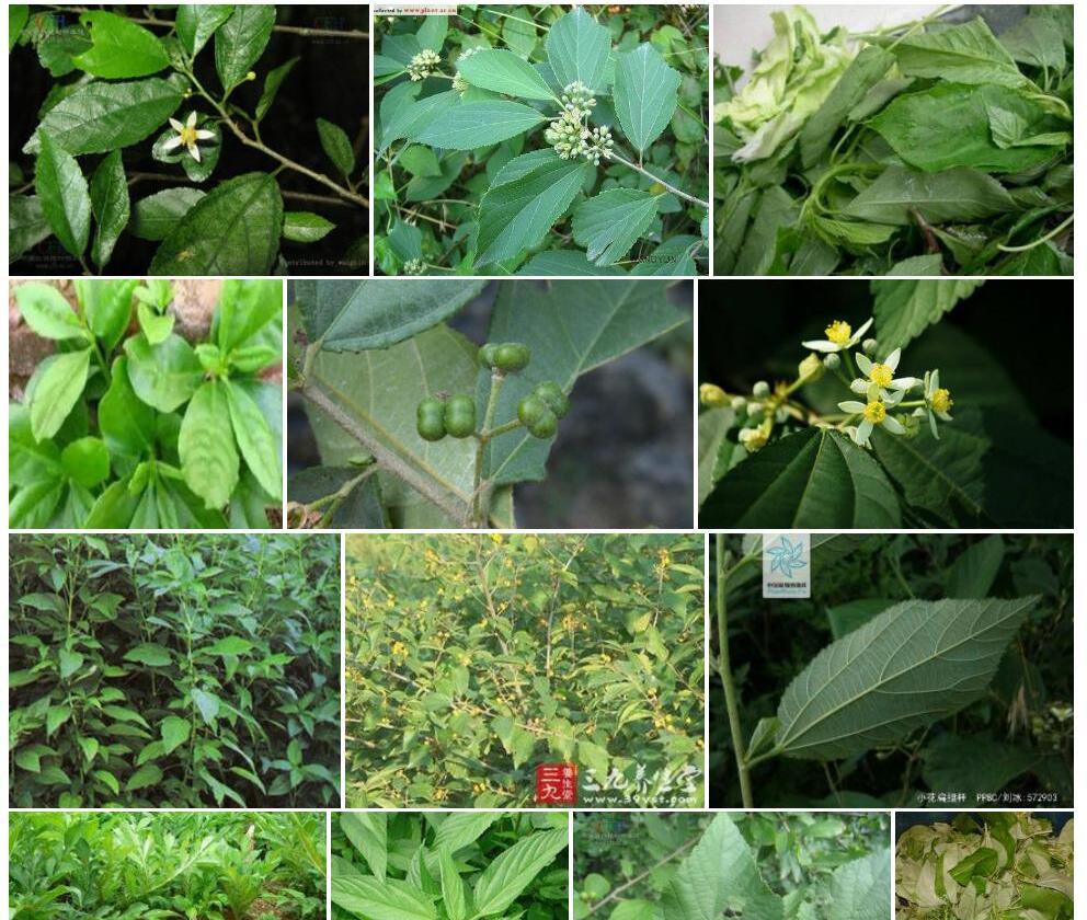 黄麻叶扁担杆照片和图片/
