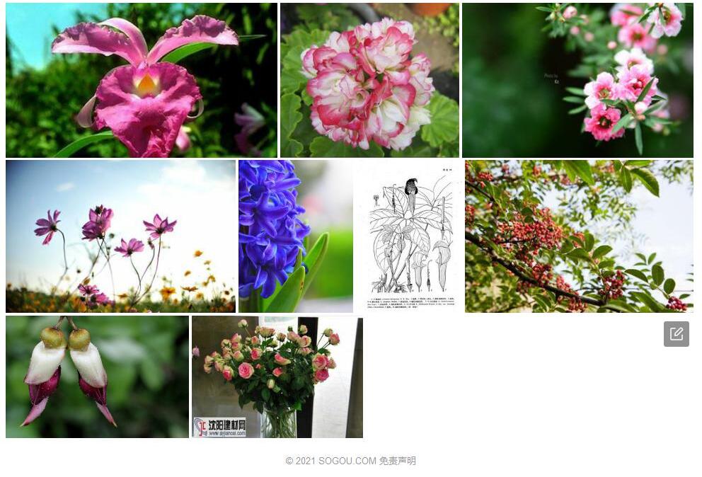 黎婆花照片和图片/