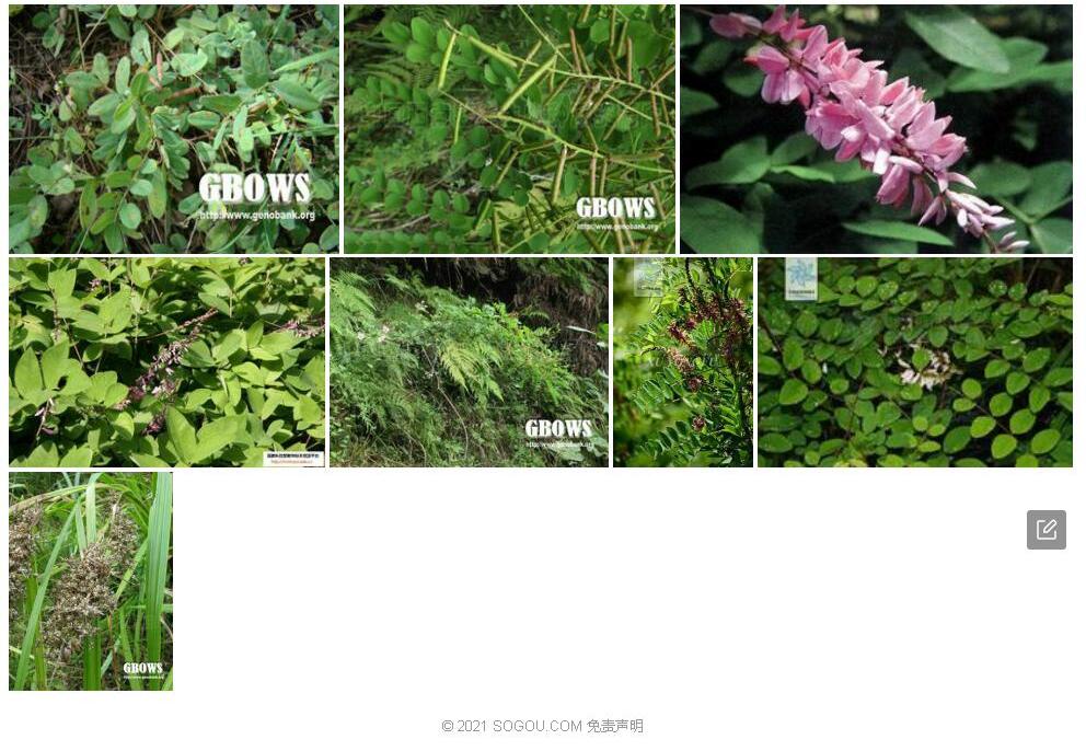 黑叶木蓝照片和图片/