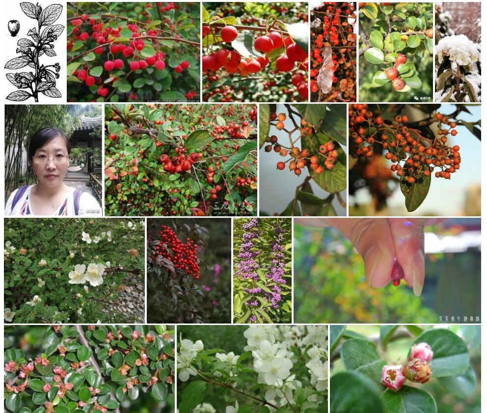 黑果栒子照片和图片/