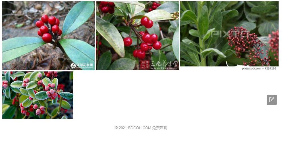 黑果茵芋照片和图片/