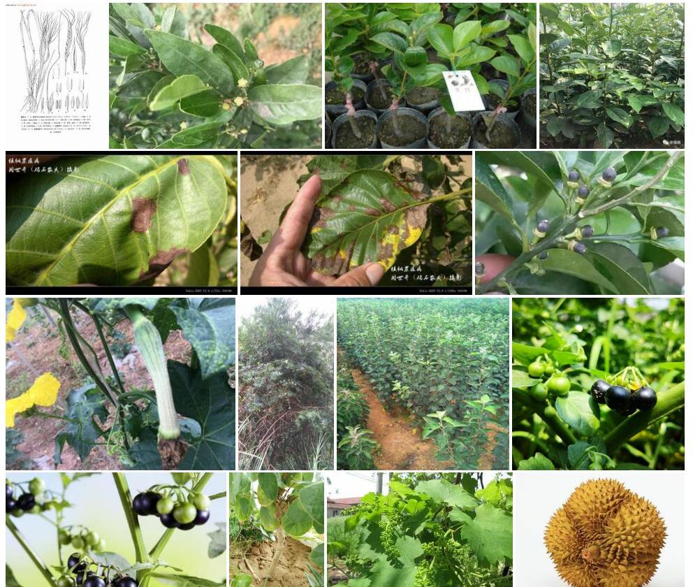 黑果黄茅照片和图片/