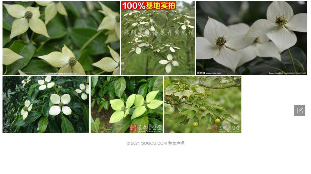 黑毛四照花照片和图片/