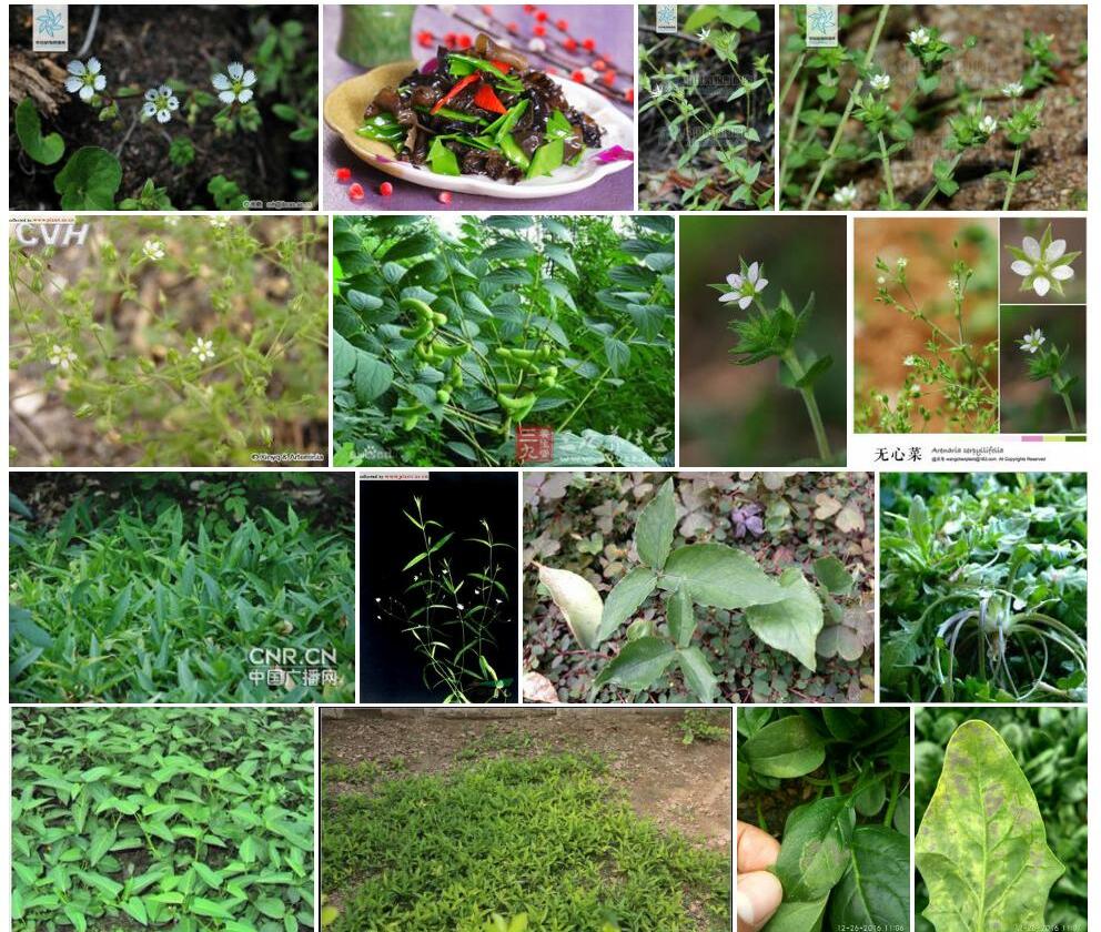 黑毛无心菜照片和图片/
