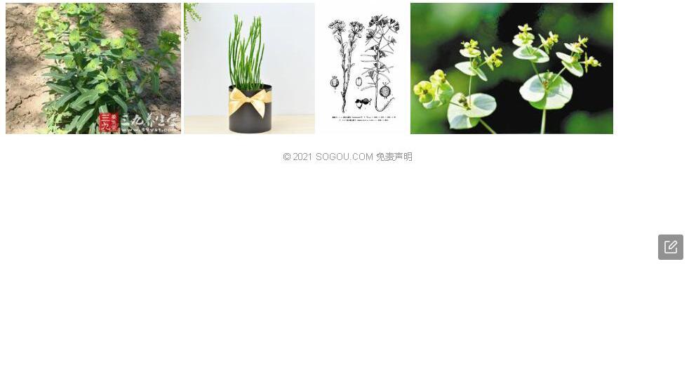黑水大戟照片和图片/