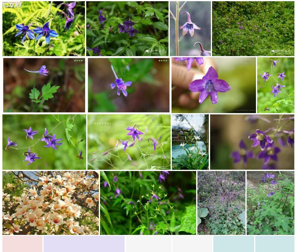 黑水翠雀花照片和图片/