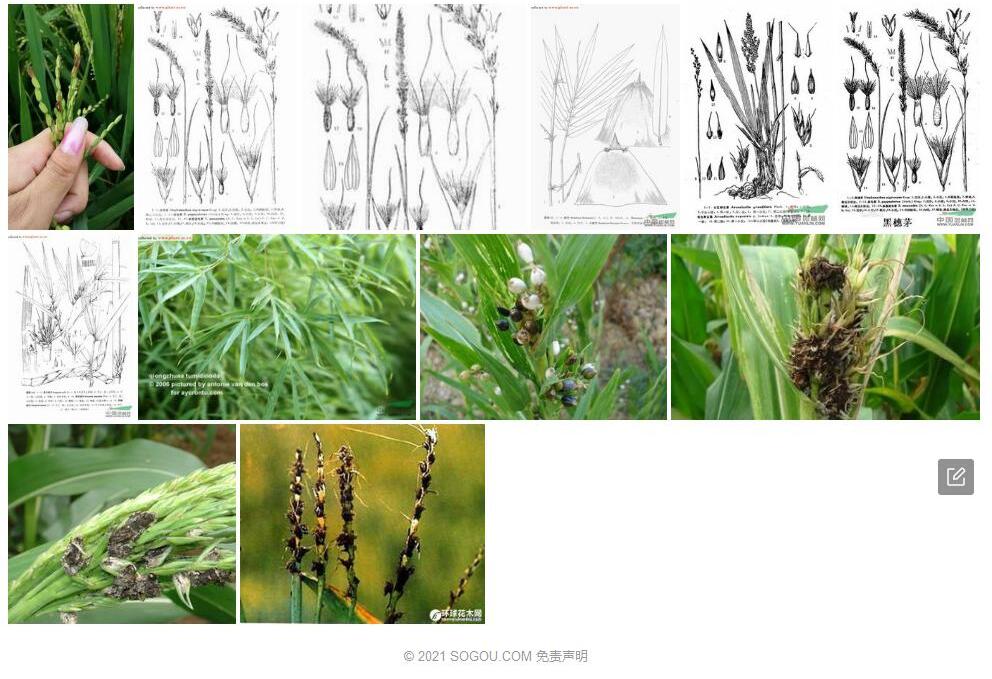 黑穗茅照片和图片/