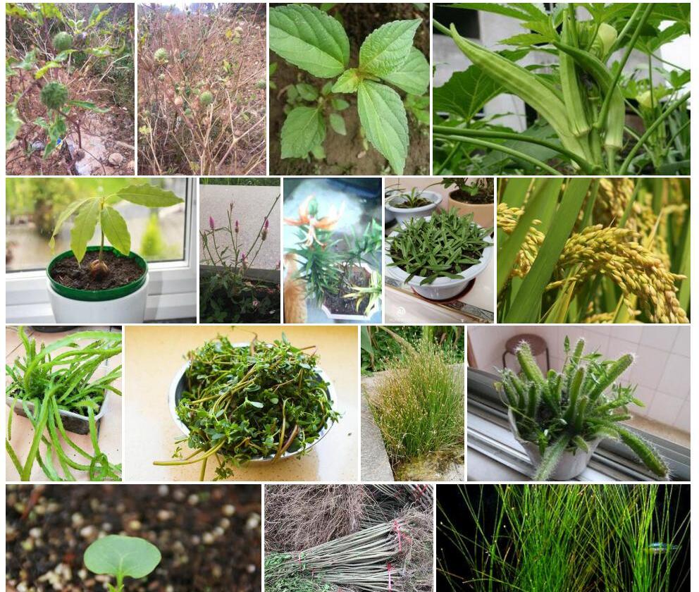 黑籽水蜈蚣照片和图片/
