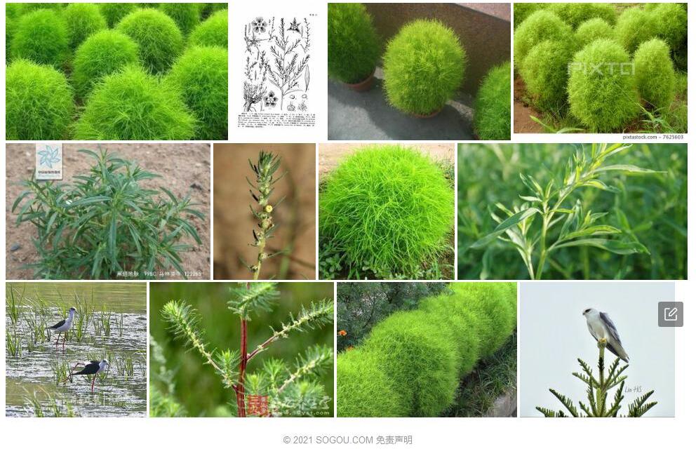 黑翅地肤照片和图片/
