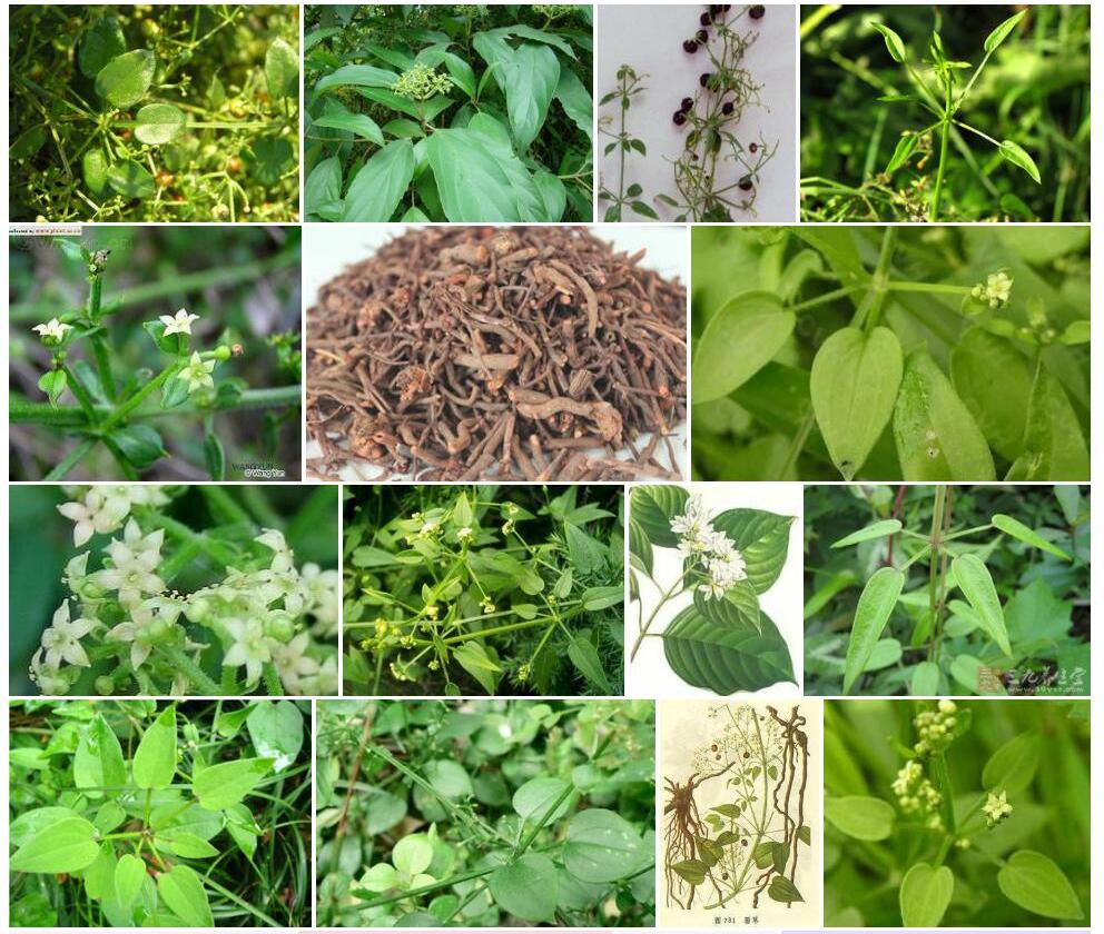 黑花茜草照片和图片/