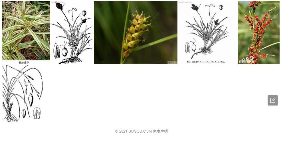 黑花薹草照片和图片/