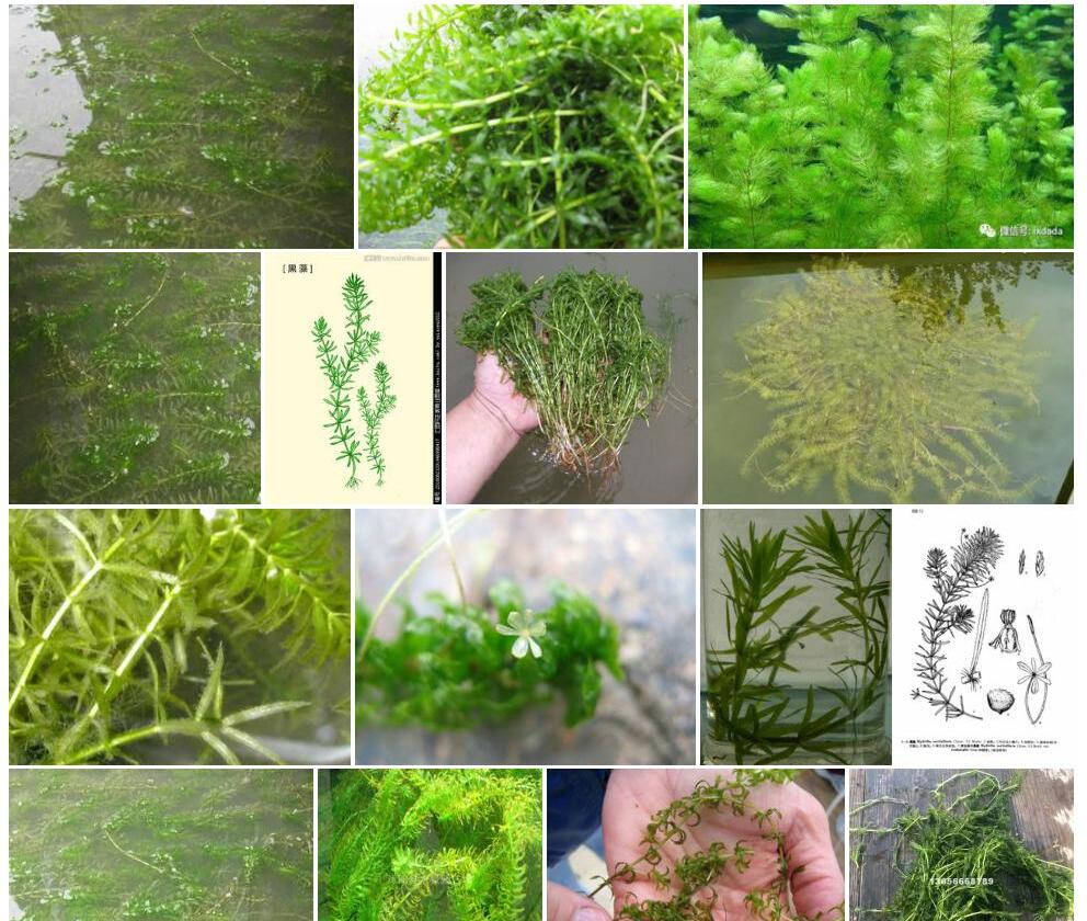 黑藻照片和图片/