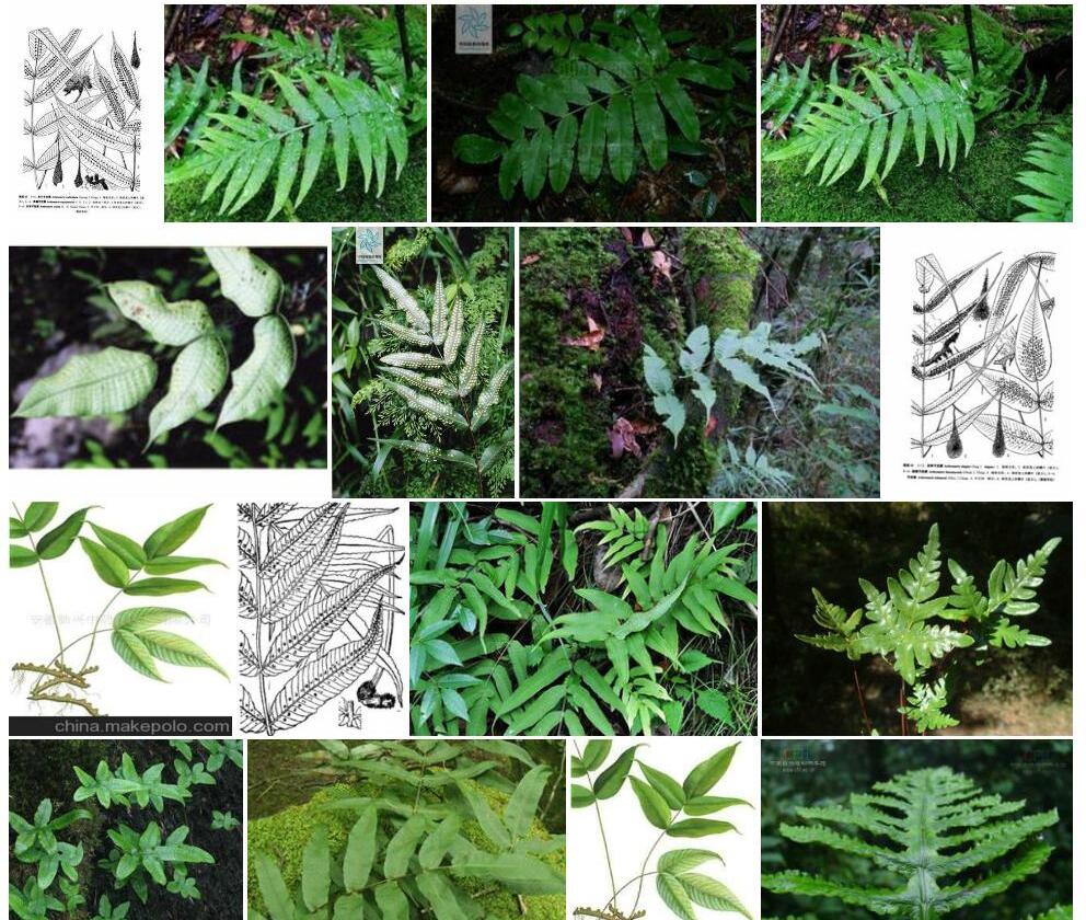 黑鳞节肢蕨照片和图片/