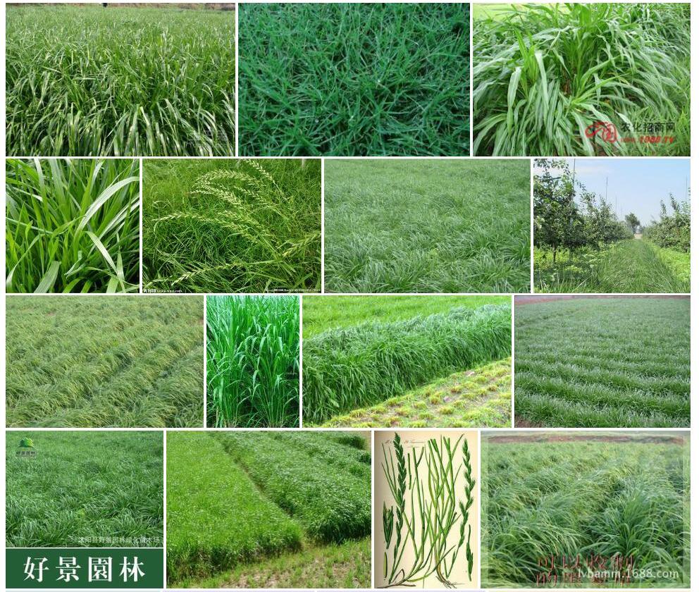 黑麦草照片和图片/
