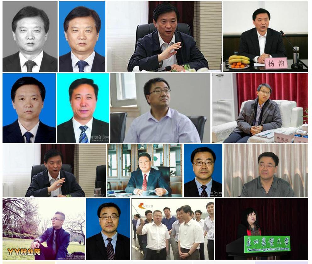黑龙江杨照片和图片/