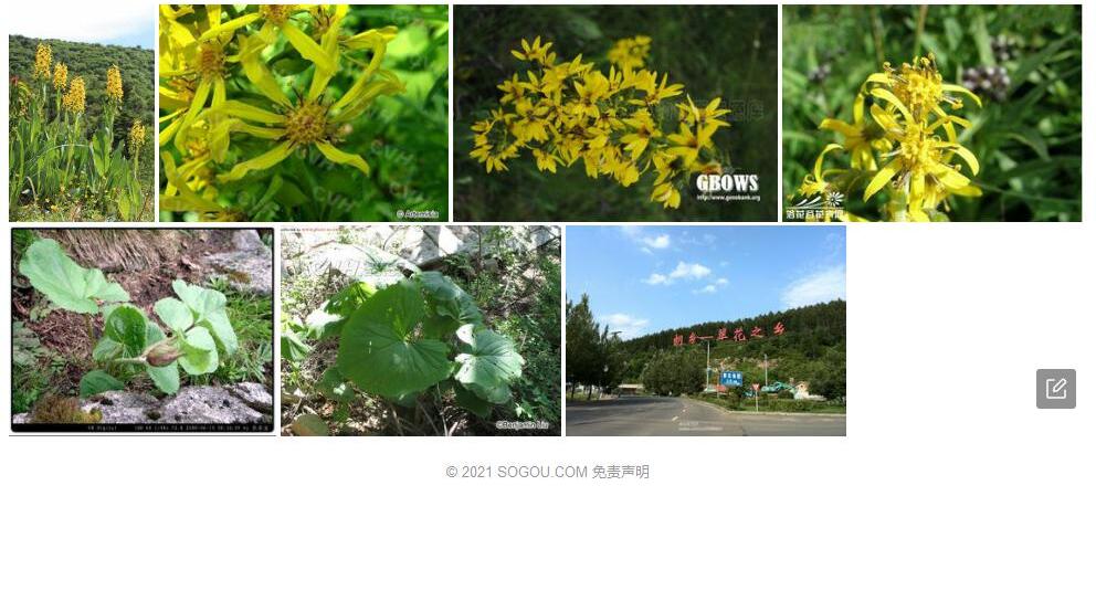 黑龙江橐吾照片和图片/