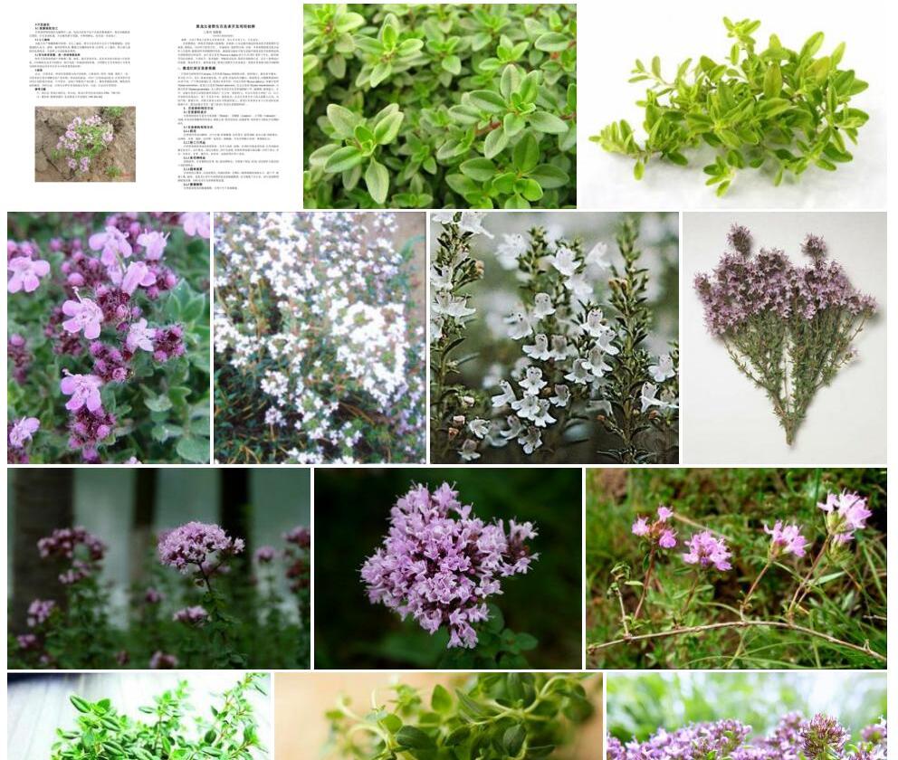 黑龙江百里香照片和图片/