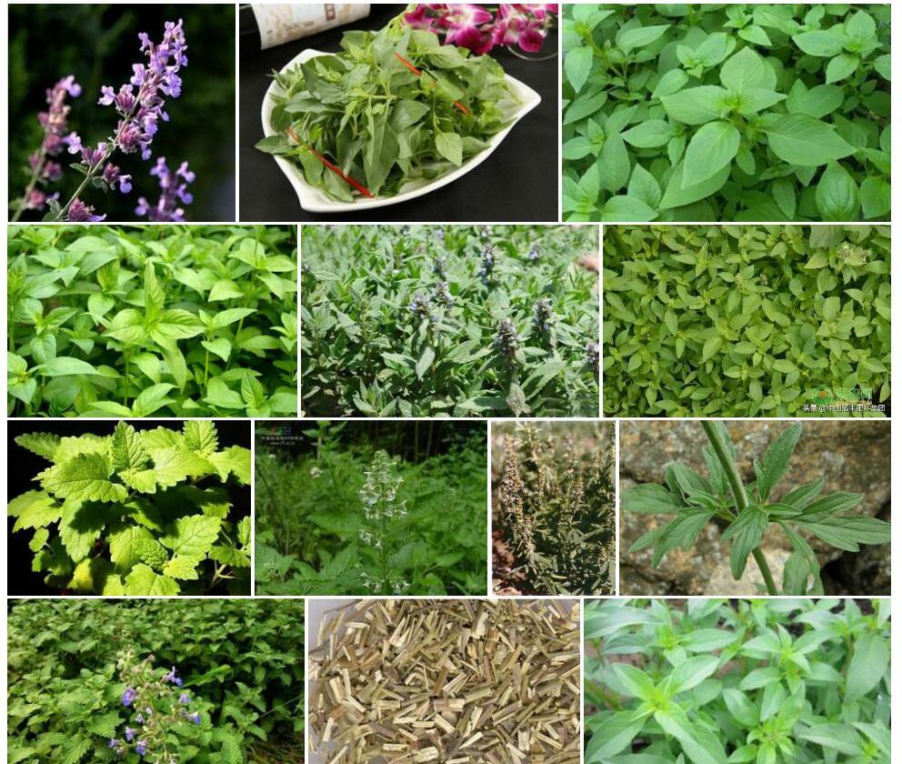 黑龙江荆芥照片和图片/