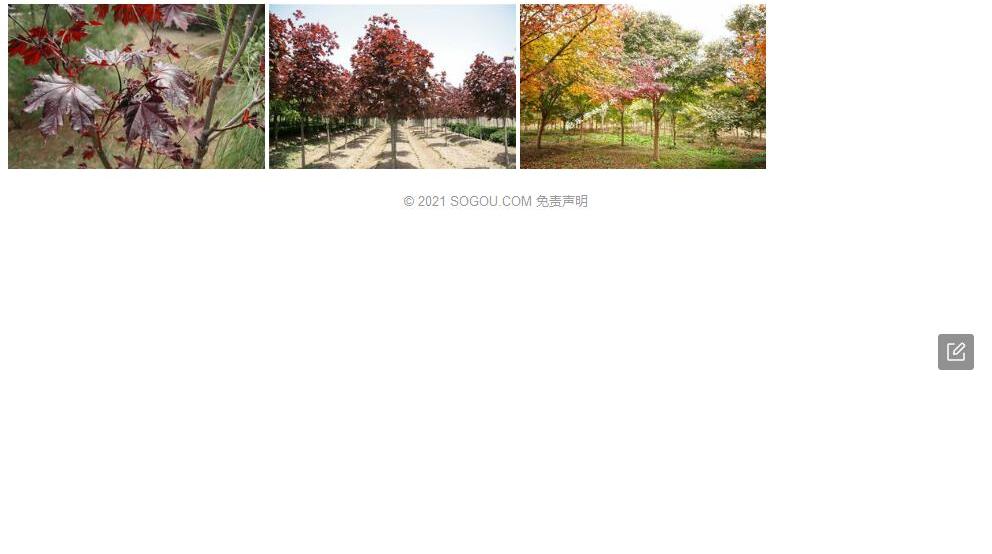 黔桂槭照片和图片/