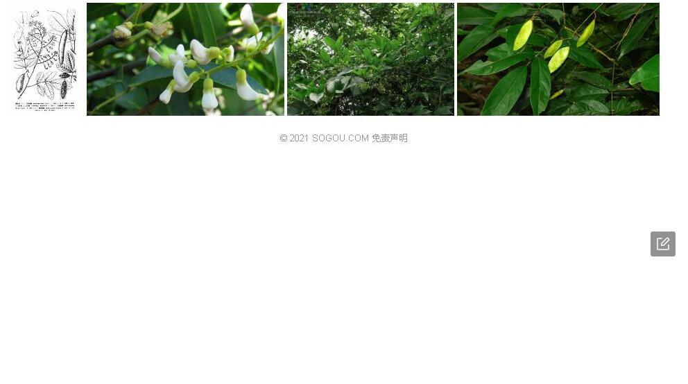 黔桂鱼藤照片和图片/