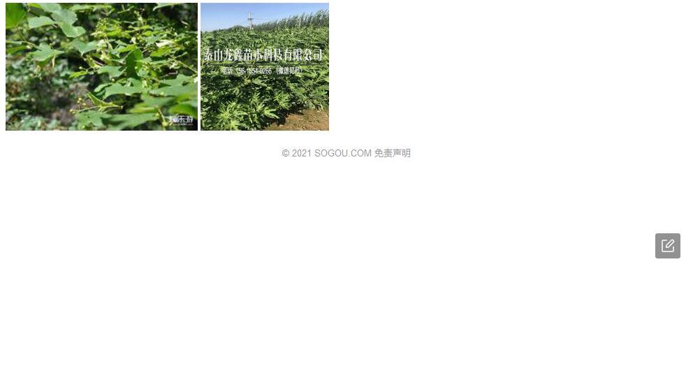 黔椴照片和图片/