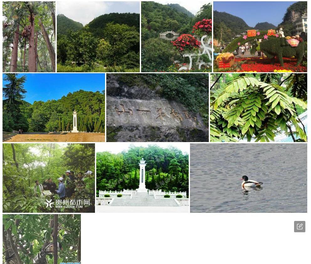 黔灵山冬青照片和图片/