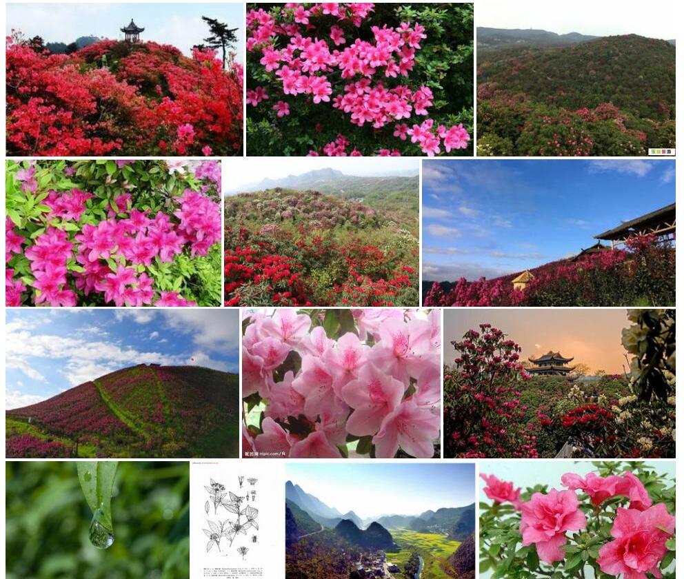 黔阳杜鹃照片和图片/