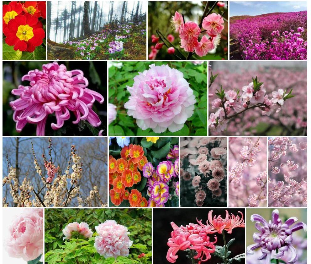 黛粉美花报春照片和图片/