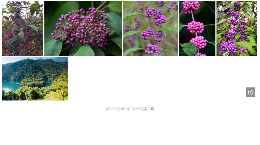 鼎湖紫珠照片和图片/