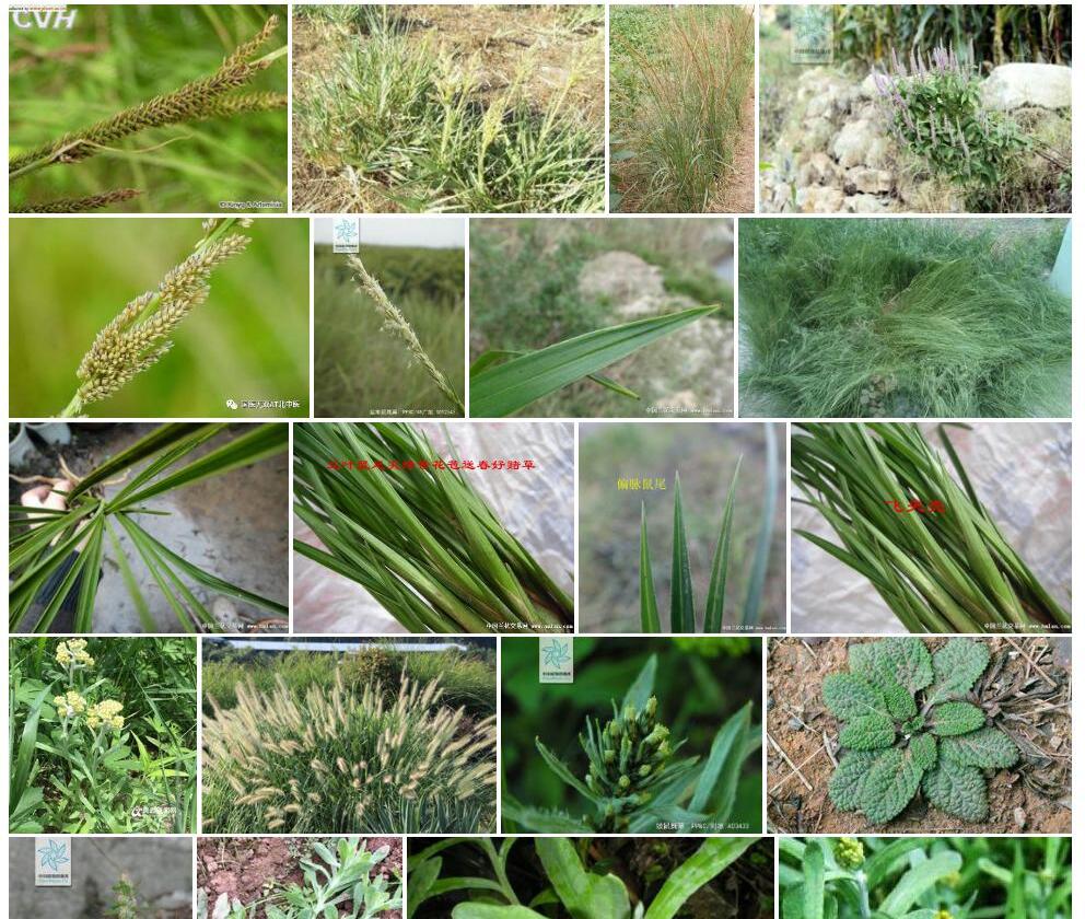 鼠尾薹草照片和图片/