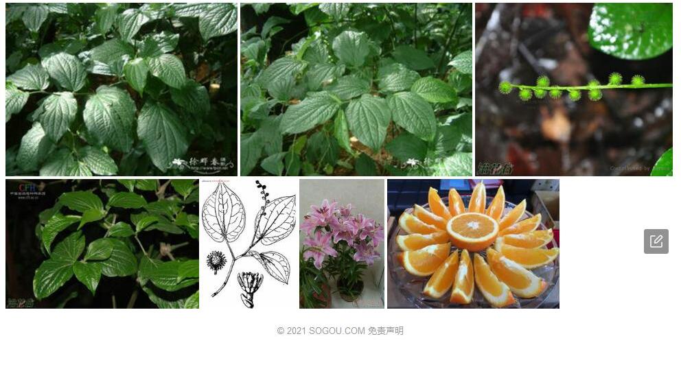 齐头绒照片和图片/