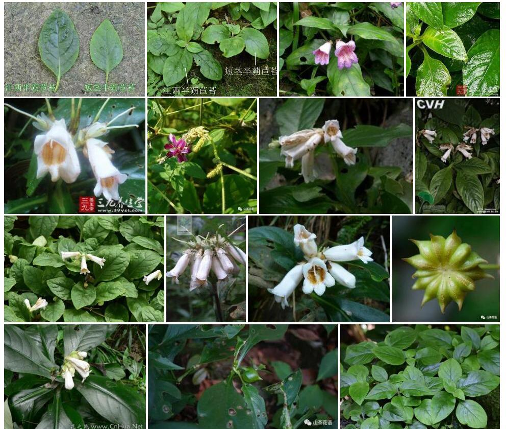 齿叶半蒴苣苔照片和图片/