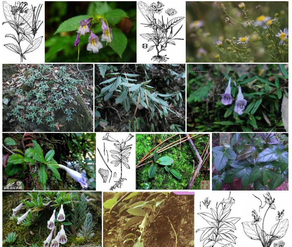 齿叶吊石苣苔照片和图片/