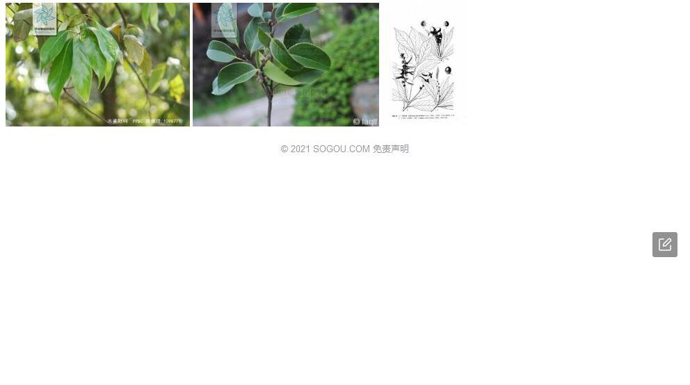 齿叶柯照片和图片/