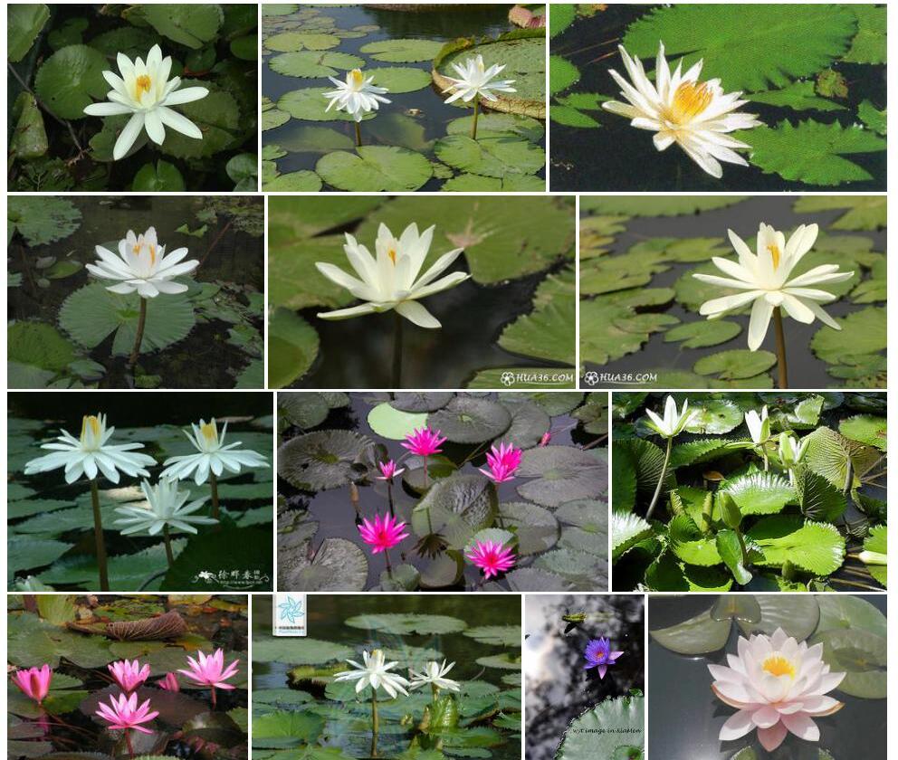 齿叶睡莲照片和图片/