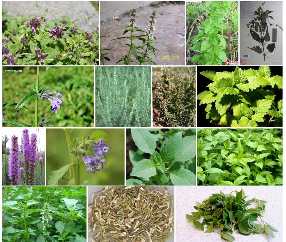 齿叶荆芥照片和图片/