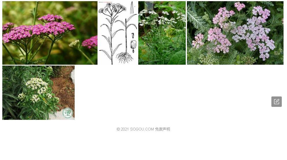 齿叶蓍照片和图片/