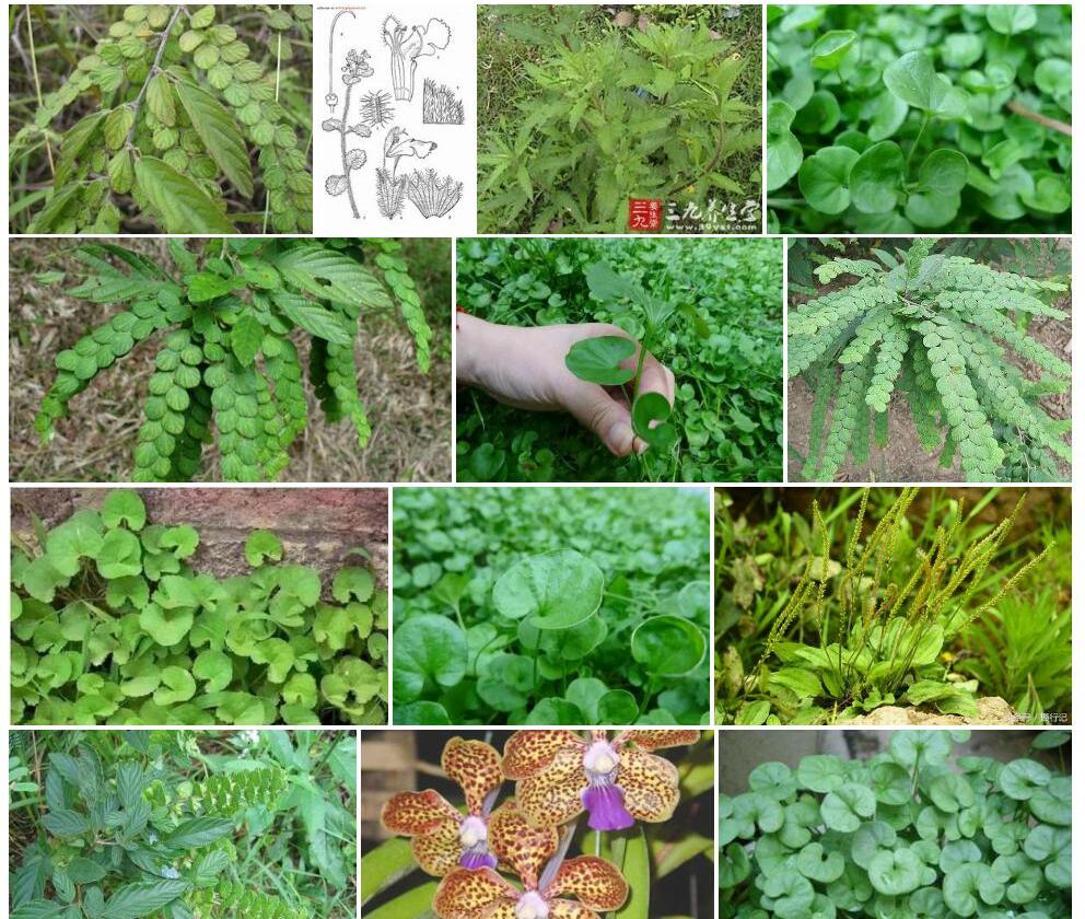 齿唇台钱草照片和图片/