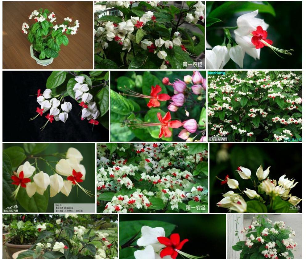 龙吐珠照片和图片/