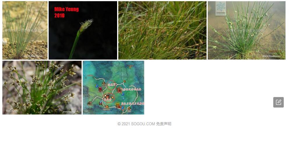 龙师草照片和图片/