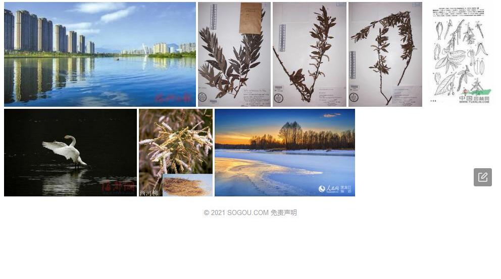 龙江柳照片和图片/