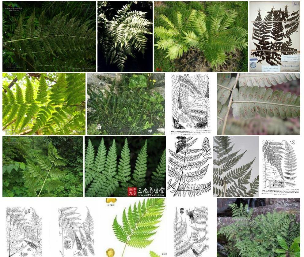 龙池短肠蕨照片和图片/