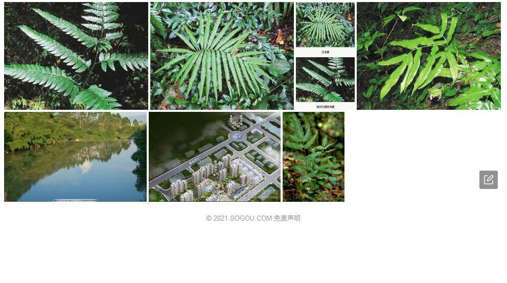 龙津蕨照片和图片/