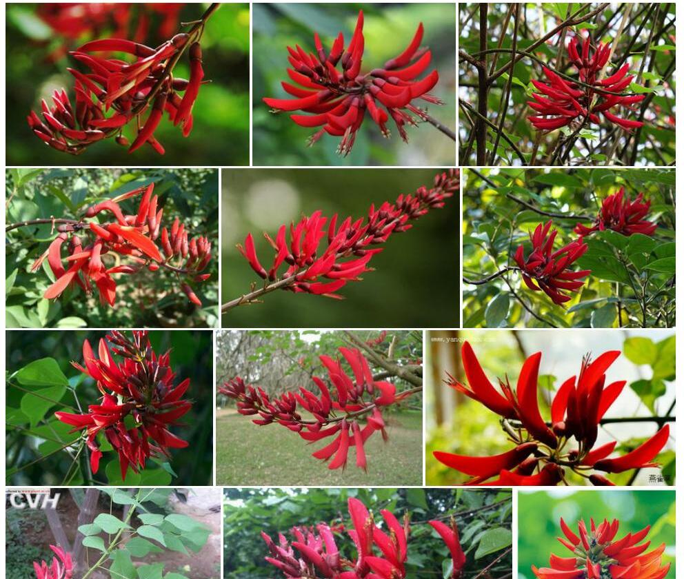 龙牙花照片和图片/