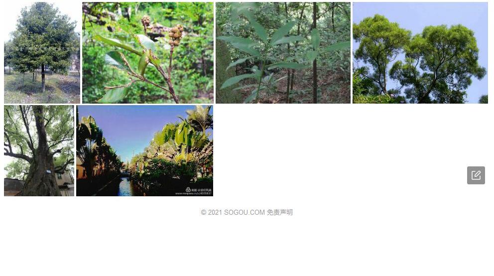 龙眼润楠照片和图片/