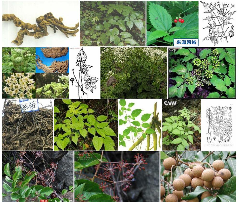 龙眼独活照片和图片/
